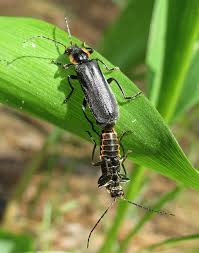 Attēlu rezultāti vaicājumam “Thecabius affinis imago”