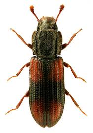 Attēlu rezultāti vaicājumam “Bitoma crenata imago”