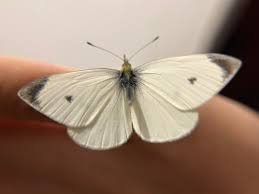 Attēlu rezultāti vaicājumam “Pieris rapae”