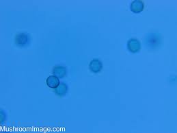 Attēlu rezultāti vaicājumam “Hemitrichia sordivesiculosa spores”