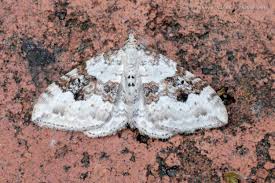 Attēlu rezultāti vaicājumam “Xanthorhoe montanata”