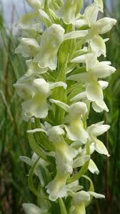 Attēlu rezultāti vaicājumam “Dactylorhiza ochroleuca flower”