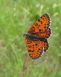 Attēlu rezultāti vaicājumam “Melitaea didyma male”