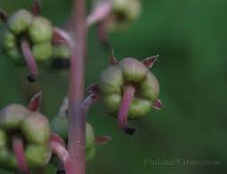 Attēlu rezultāti vaicājumam “Pyrolaceae”