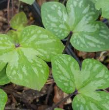 Attēlu rezultāti vaicājumam “Hepatica nobilis leaf”