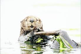 Image result for Eltham Otters