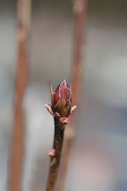 Attēlu rezultāti vaicājumam “Crataegus laevigata bud”