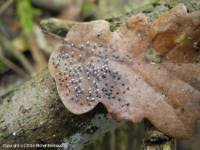 Attēlu rezultāti vaicājumam “Didymium nigripes”