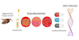 Attēlu rezultāti vaicājumam “Scolopax rusticola juvenile”