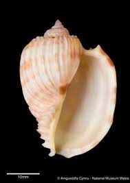 Attēlu rezultāti vaicājumam “Cribraria costata”