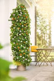 Image result for schwarzäugige Susanne