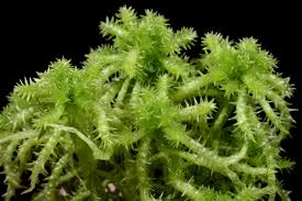 Attēlu rezultāti vaicājumam “Sphagnum squarrosum”