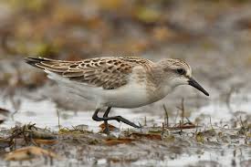 Image result for Calidris ruficollis