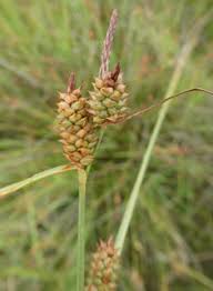 Attēlu rezultāti vaicājumam “Carex lepidocarpa fruit”