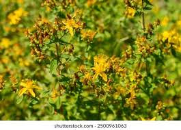 Attēlu rezultāti vaicājumam “Hypericum maculatum flower”