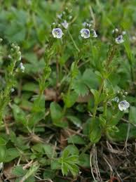 Attēlu rezultāti vaicājumam “Veronica serpyllifolia”