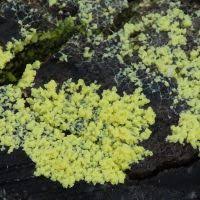 Attēlu rezultāti vaicājumam “Fuligo laevis”