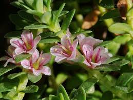 Attēlu rezultāti vaicājumam “Glaux maritima”