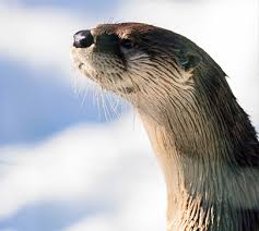 Image result for Worthing Otters