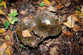 Attēlu rezultāti vaicājumam “Lactarius necator”