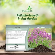 Attēlu rezultāti vaicājumam “Stachys officinalis bud”