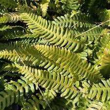 Attēlu rezultāti vaicājumam “Blechnum spicant”