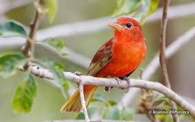Image result for Piranga rubra