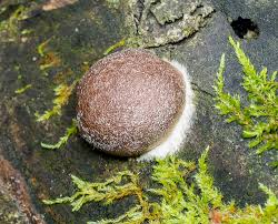 Attēlu rezultāti vaicājumam “Fuligo leviderma spores”