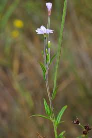 Attēlu rezultāti vaicājumam “Epilobium palustre”
