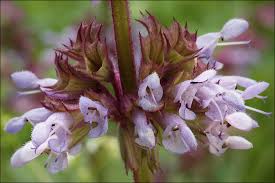 Attēlu rezultāti vaicājumam “Salvia verticillata leaf”