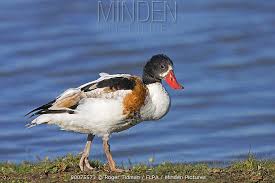 Attēlu rezultāti vaicājumam “Tadorna tadorna juvenile”