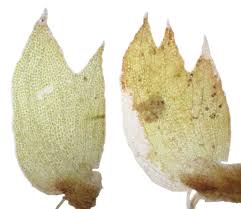 Attēlu rezultāti vaicājumam “Tritomaria”