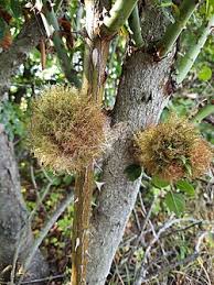 Attēlu rezultāti vaicājumam “Diplolepis rosae”
