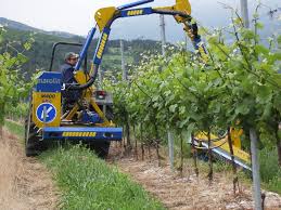 Image result for marolin tehron