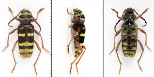 Attēlu rezultāti vaicājumam “Plagionotus detritus”