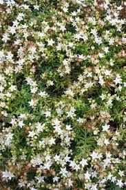 Attēlu rezultāti vaicājumam “Sedum pallidum bud”