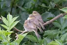 Attēlu rezultāti vaicājumam “Phylloscopus trochilus nest”
