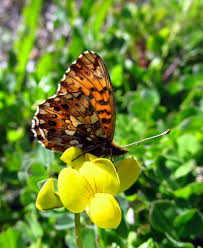 Attēlu rezultāti vaicājumam “Boloria dia upperside”