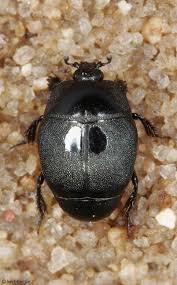 Attēlu rezultāti vaicājumam “Histeridae”