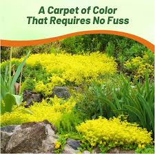 Image result for Sedum acre