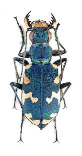 Attēlu rezultāti vaicājumam “Cicindela hybrida”