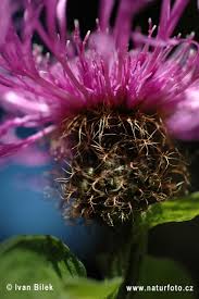 Image result for Centaurea pseudophrygia