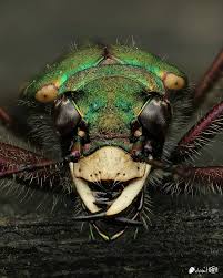 Attēlu rezultāti vaicājumam “Cicindela campestris”