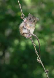 Attēlu rezultāti vaicājumam “Sicista betulina”