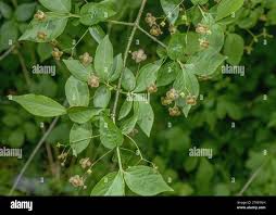 Attēlu rezultāti vaicājumam “Euonymus verrucosus”