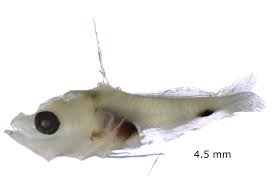 Image result for Epinephelus striatus