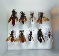 Attēlu rezultāti vaicājumam “Crabronidae”