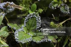 Attēlu rezultāti vaicājumam “Physarum nitens young”