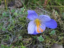 Attēlu rezultāti vaicājumam “Crocus speciosus flower”