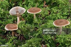 Attēlu rezultāti vaicājumam “Collybia sp.”